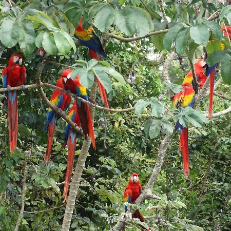 Casa Guacamaya Palenque Exterior photo