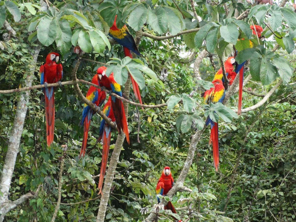 Casa Guacamaya Palenque Exterior photo